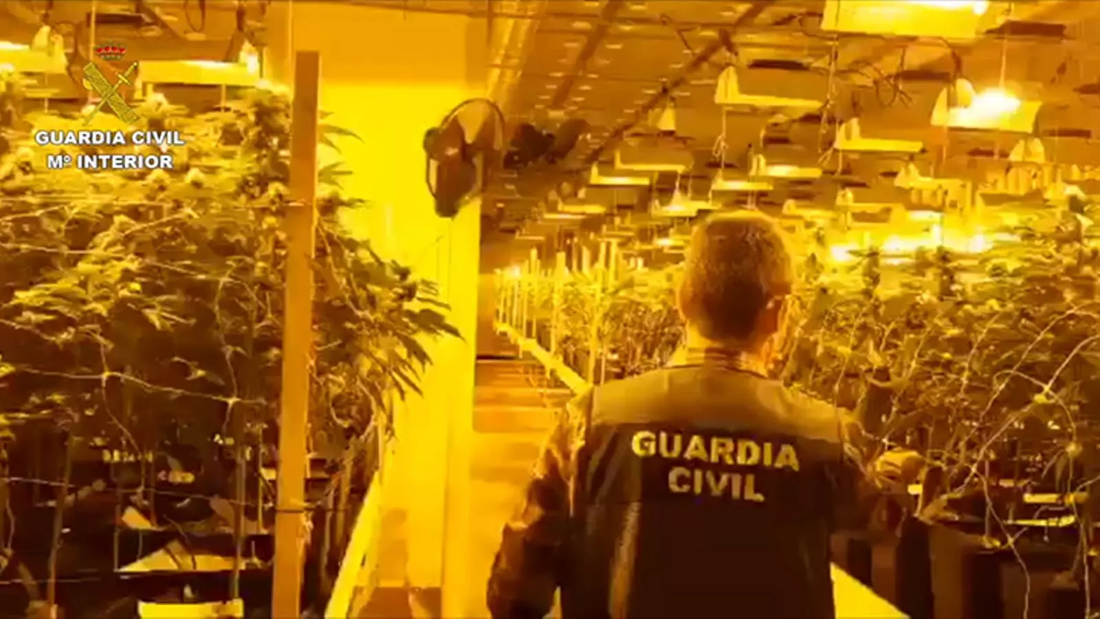 Algunes de les plantes confiscades