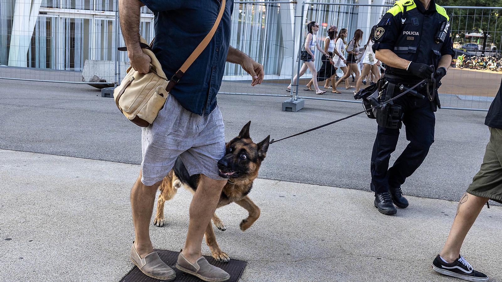 One of the dogs during the operation at the Brunch festival