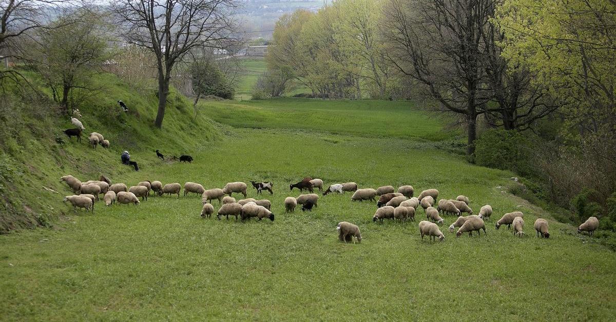 Catalonia: Aid Decree for Primary Sector Crisis