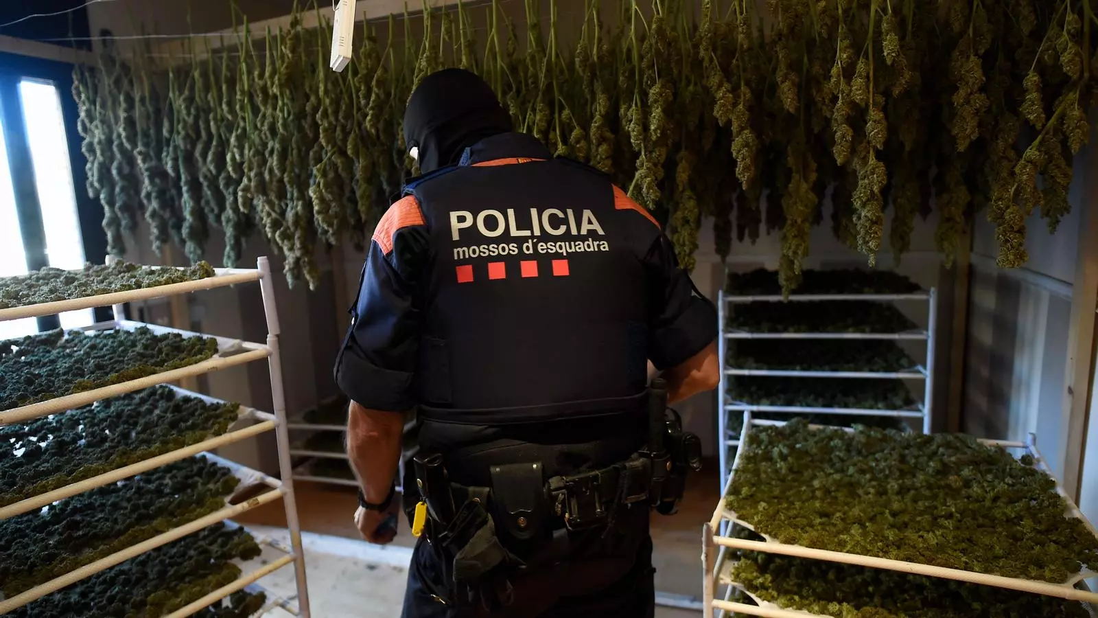 Només en els cinc primers mesos d'aquest any els Mossos han requisat 220 plantacions.