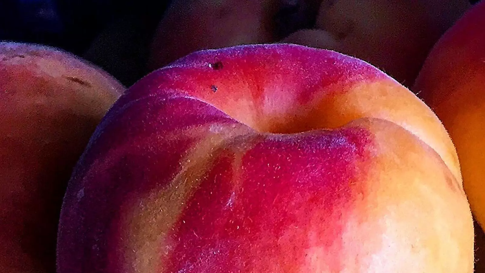 Els albercocs, la fruita que ens indica que l’estiu és a prop