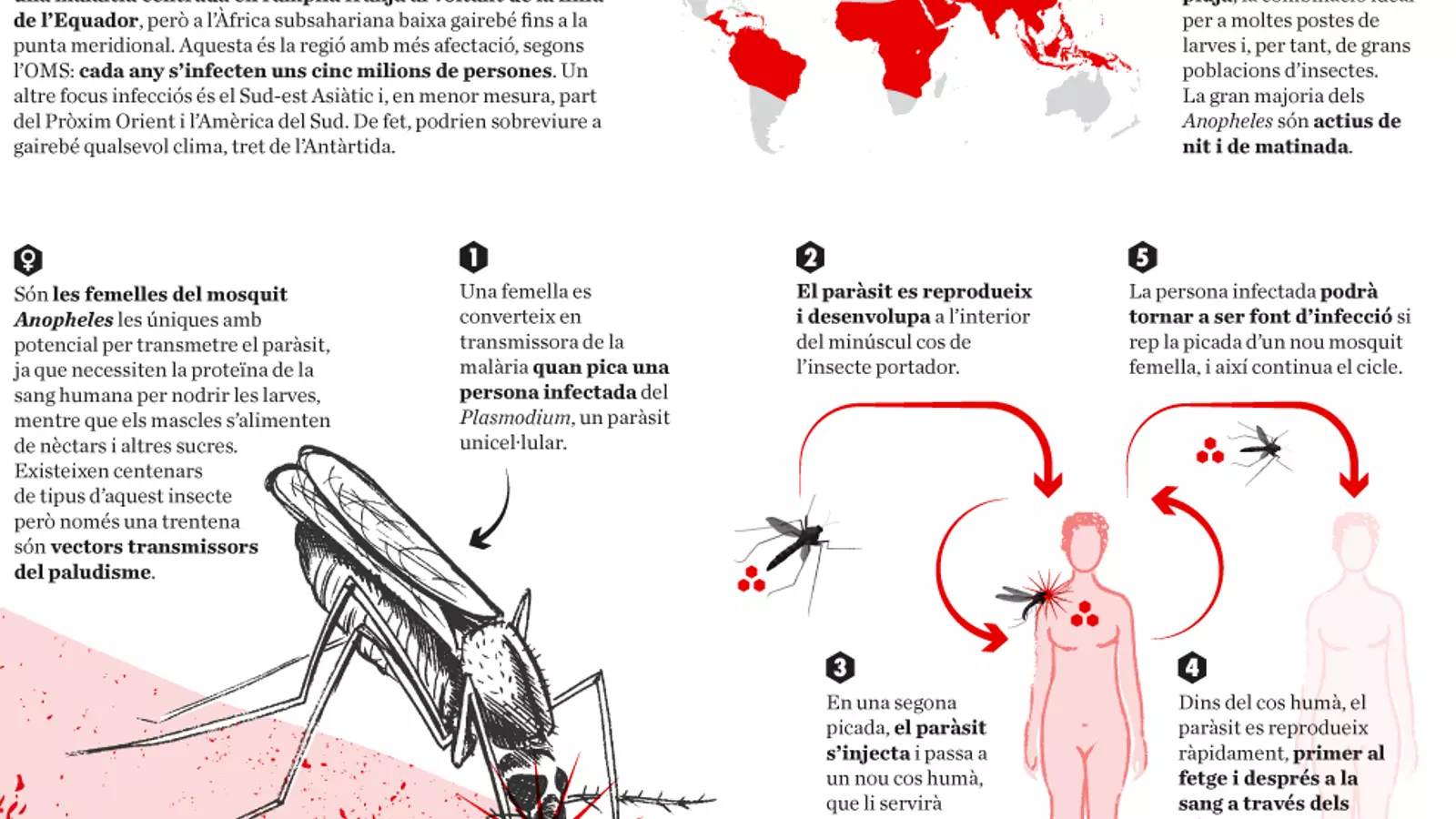 La malària, l'animal més letal del planeta