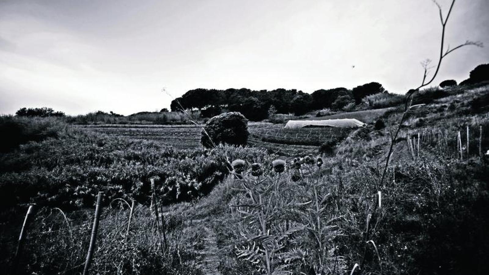 La verdura biodinàmica vol salvar la terra