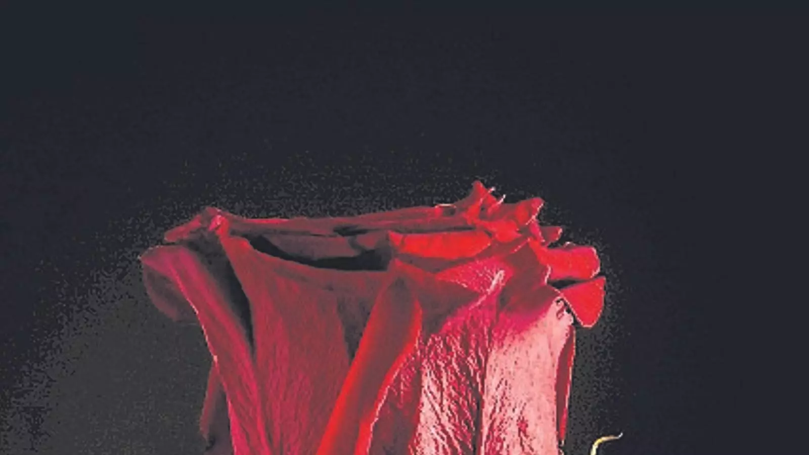 Rosa