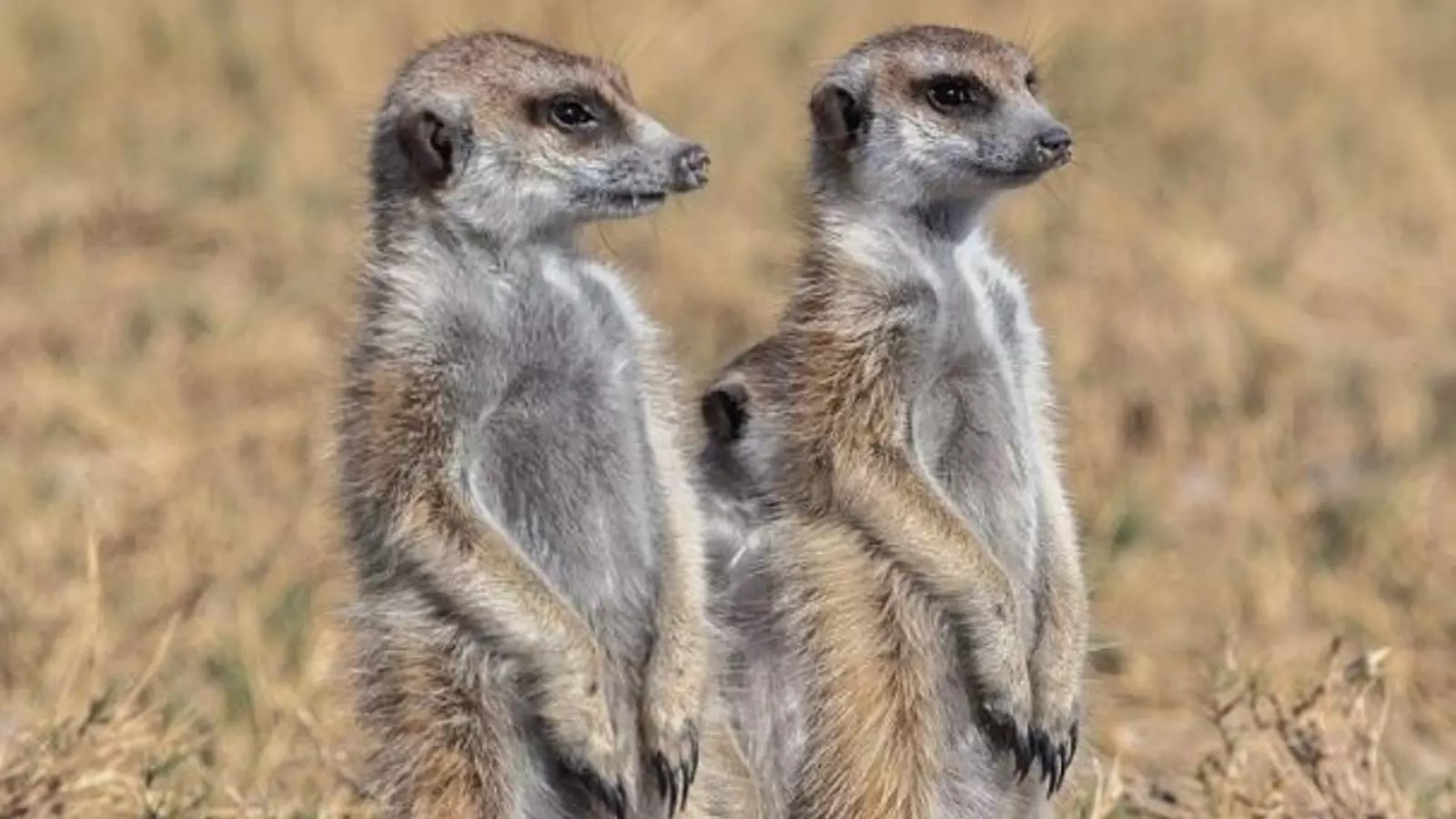 Dos exemplars de suricata.