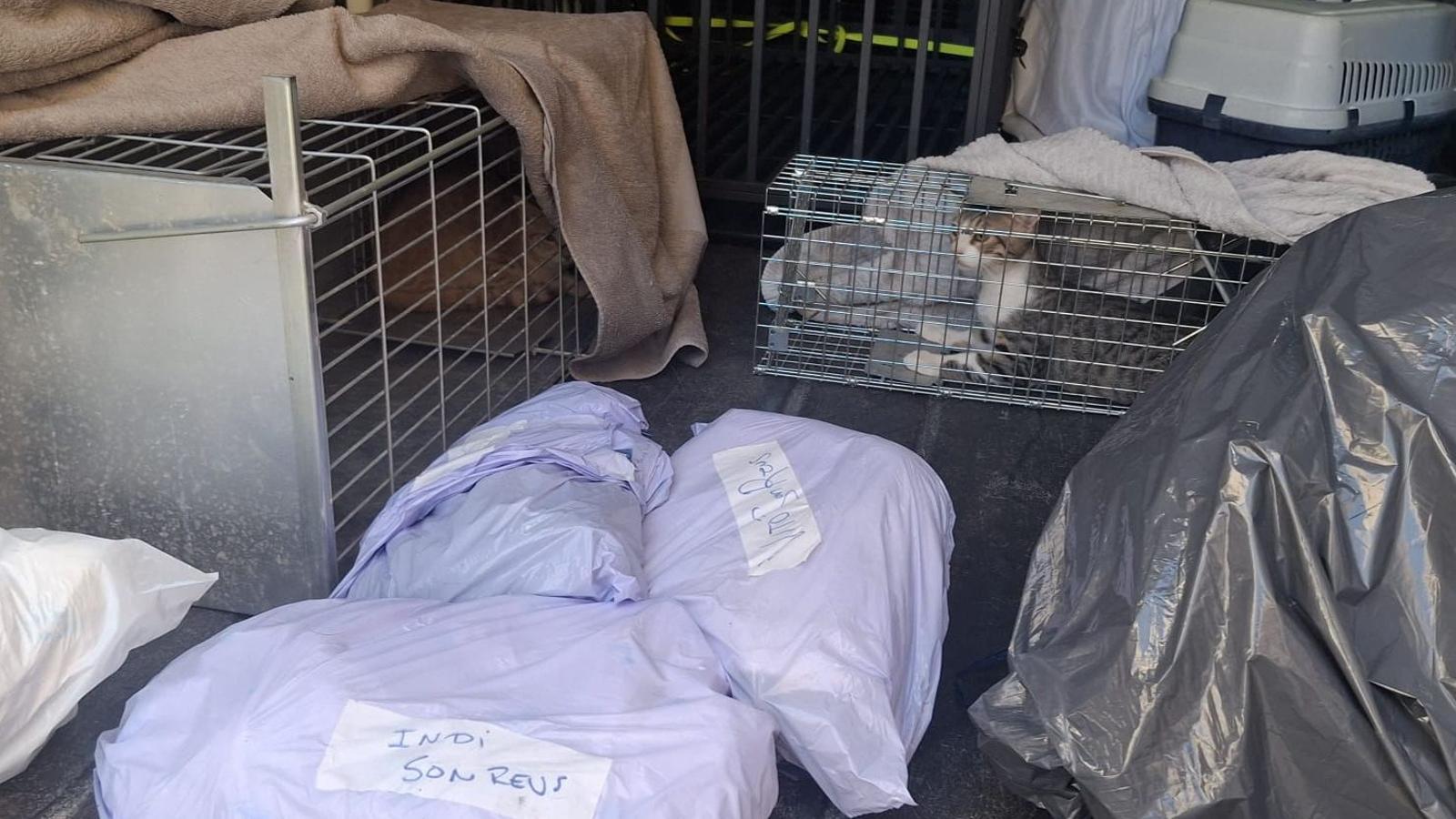 The union has also denounced that dead and live animals are transported at the same time.