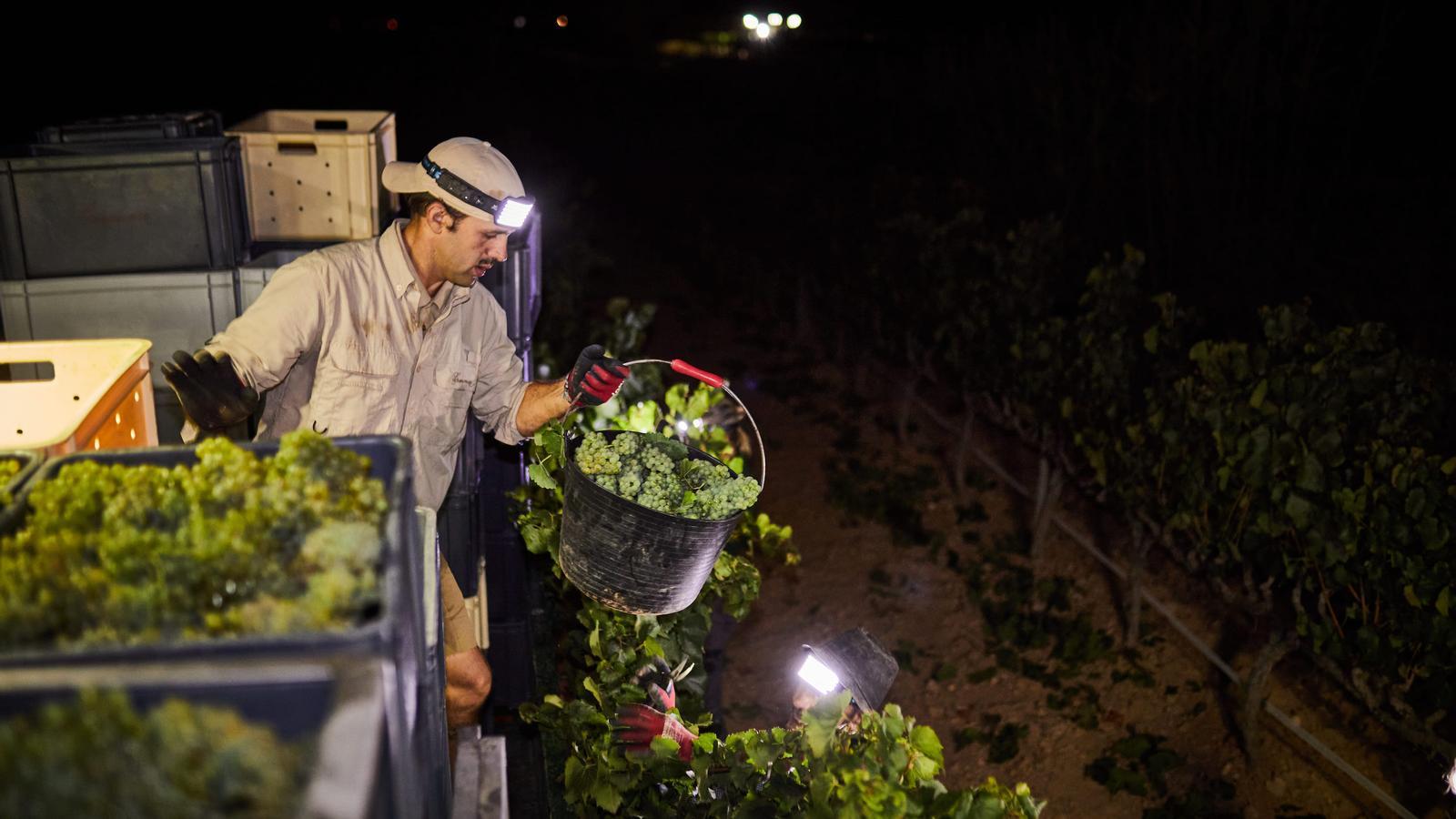 The Gramona winery begins the harvest this coming morning, starting at three o'clock.