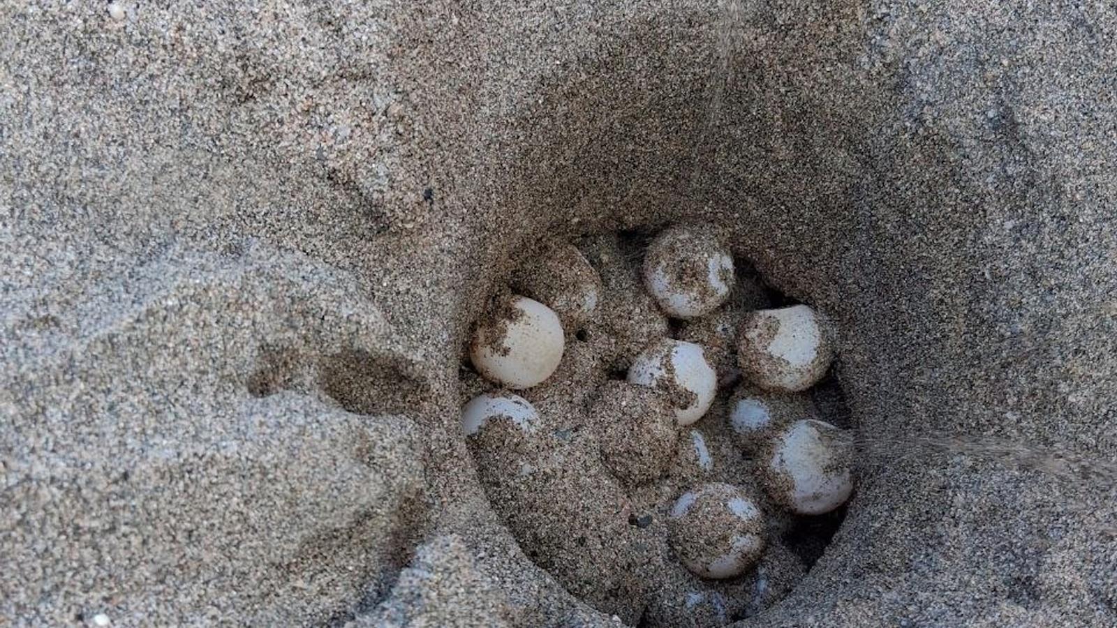 Detectado en l'Estartit el primer nido de tortuga boba de la temporada en la costa catalana