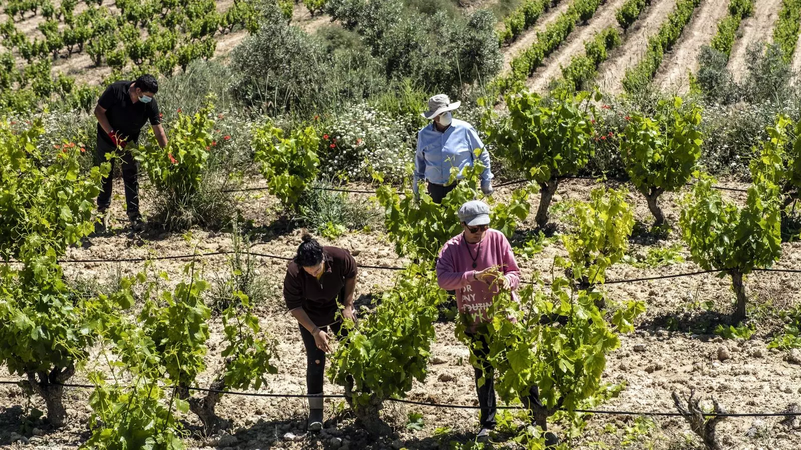 La Maria Coll i la Sònia Roca, acompanyades del Miquel i el Pere, treballant a les vinyes