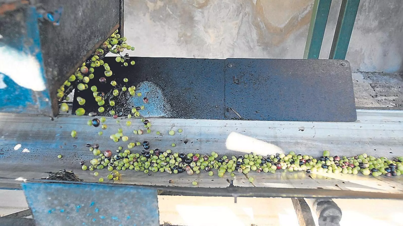 Les vendes d’oli i olives de Mallorca augmenten de cada any. / ISAAC BUJ