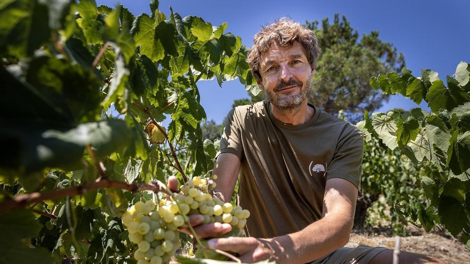 The general director of Raventós i Blanc, Pepe Raventós, at one of the winery's estates coinciding with the first day of the harvest.