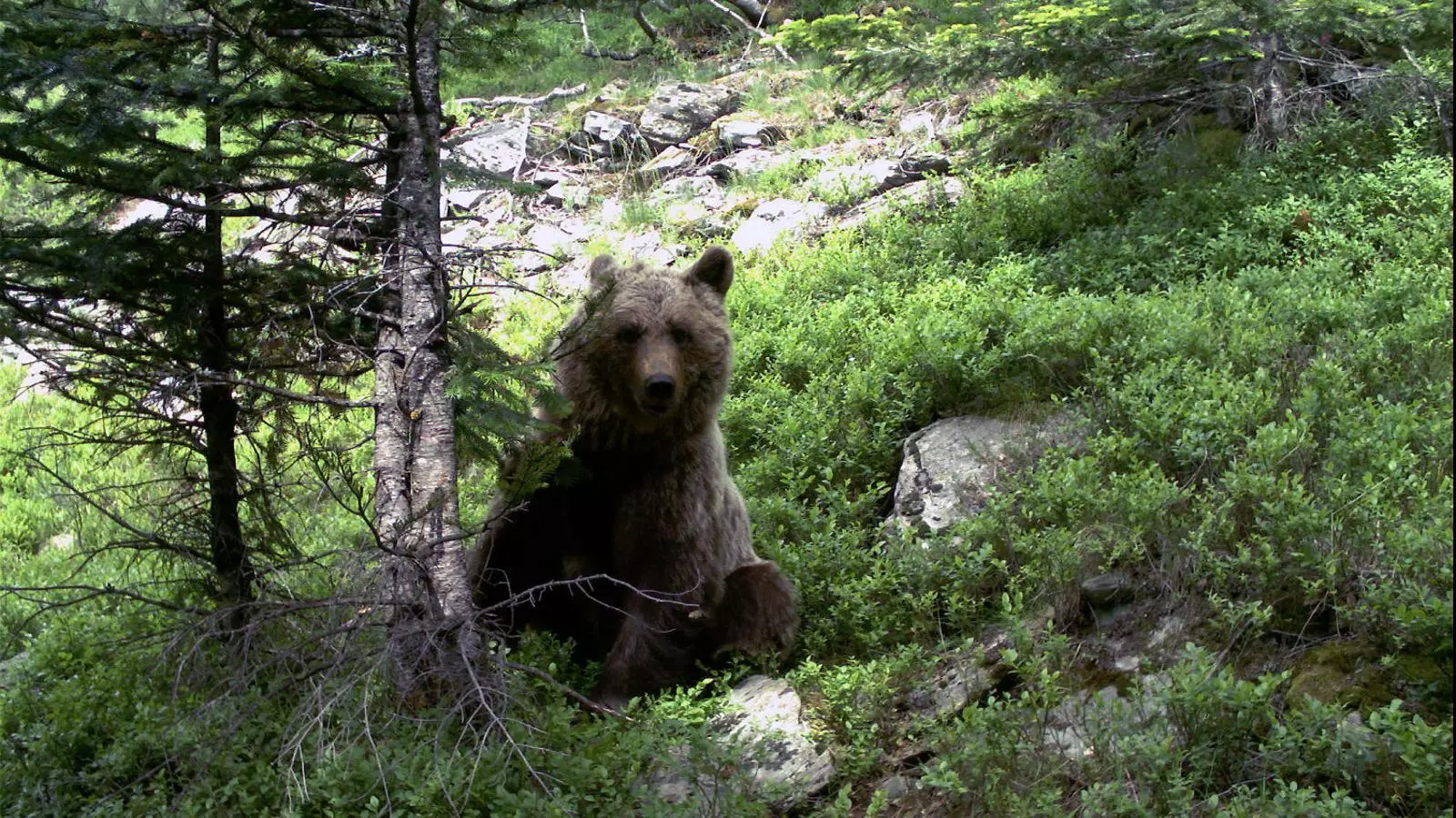 L’os encara busca el seu lloc al Pirineu