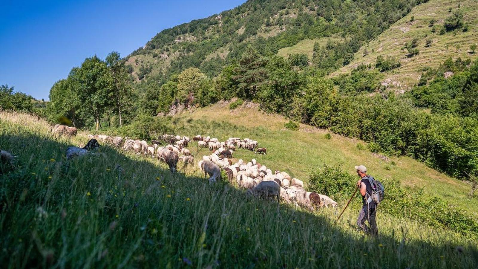 Víctor Rojas with his flock in Alta Garrotxa.