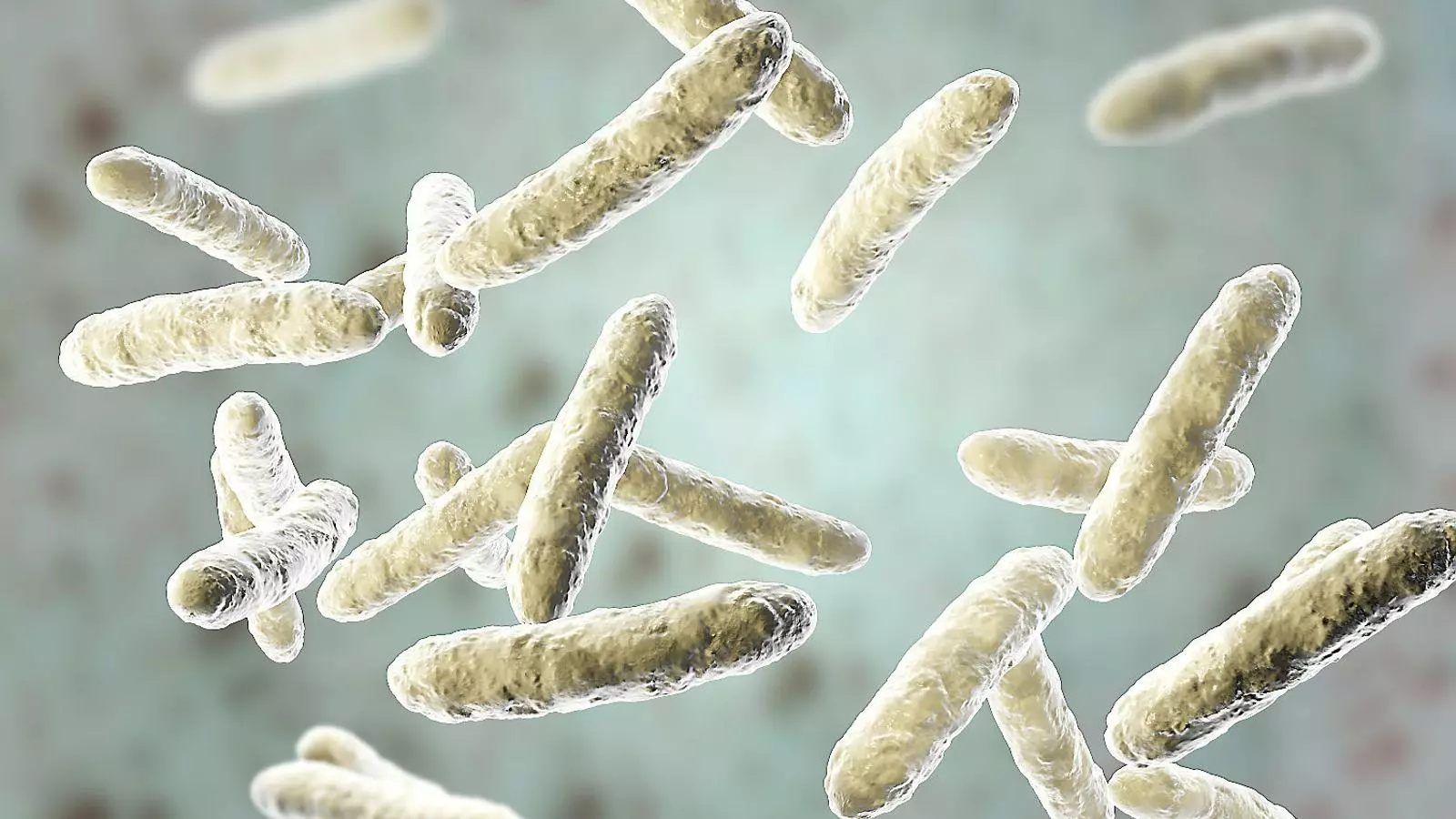 Recreació de la microbiota intestinal, on hi ha el 99% de microorganismes que viuen al cos humà i que són imprescindibles per a moltes funcions vitals.