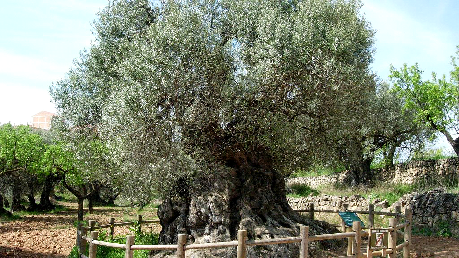 Lo Parot, un dels arbres més vells del litoral mediterrani, el podem trobar a la Terra Alta