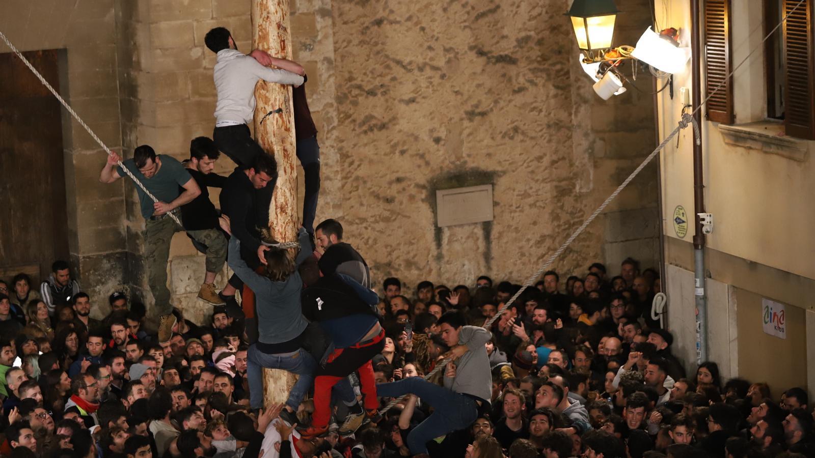 El pi de Sant Antoni de Pollença, en imatges