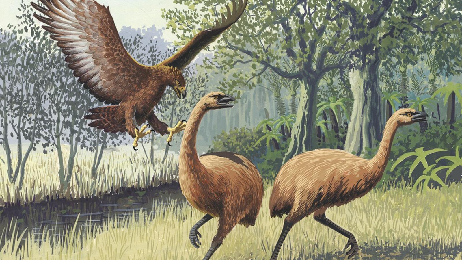 Mis atacado por un Harpagornis moorei