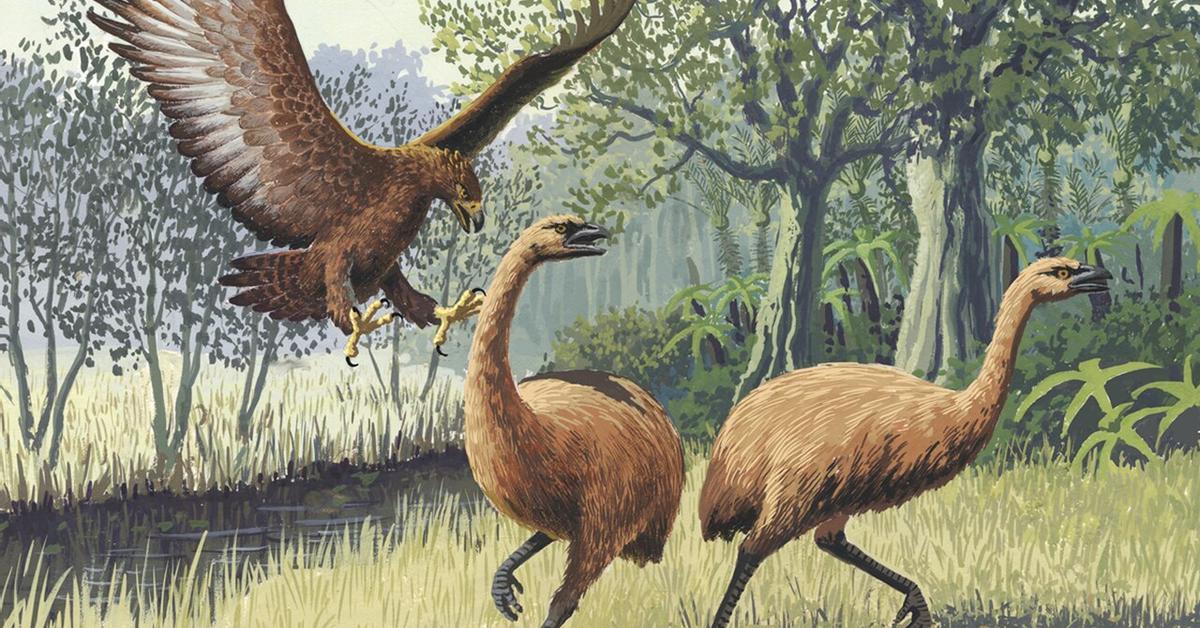 L'empresa Colossal crea un ou artificial per covar aus extintes com el moa gegant