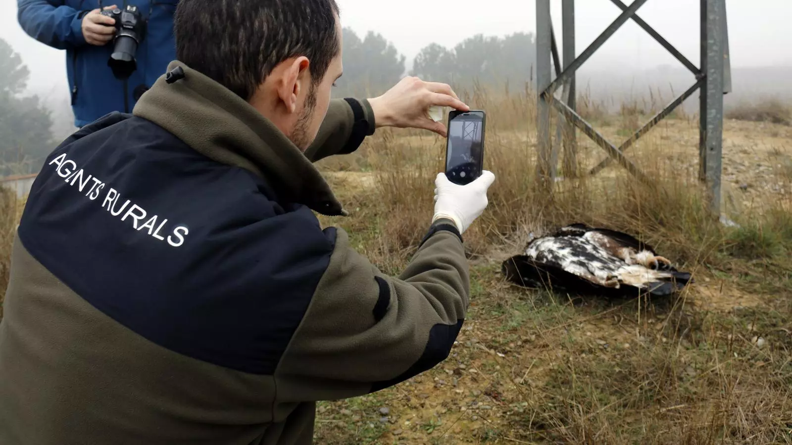 Una àliga daurada morta electrocutada per una línia de mitja tensió.