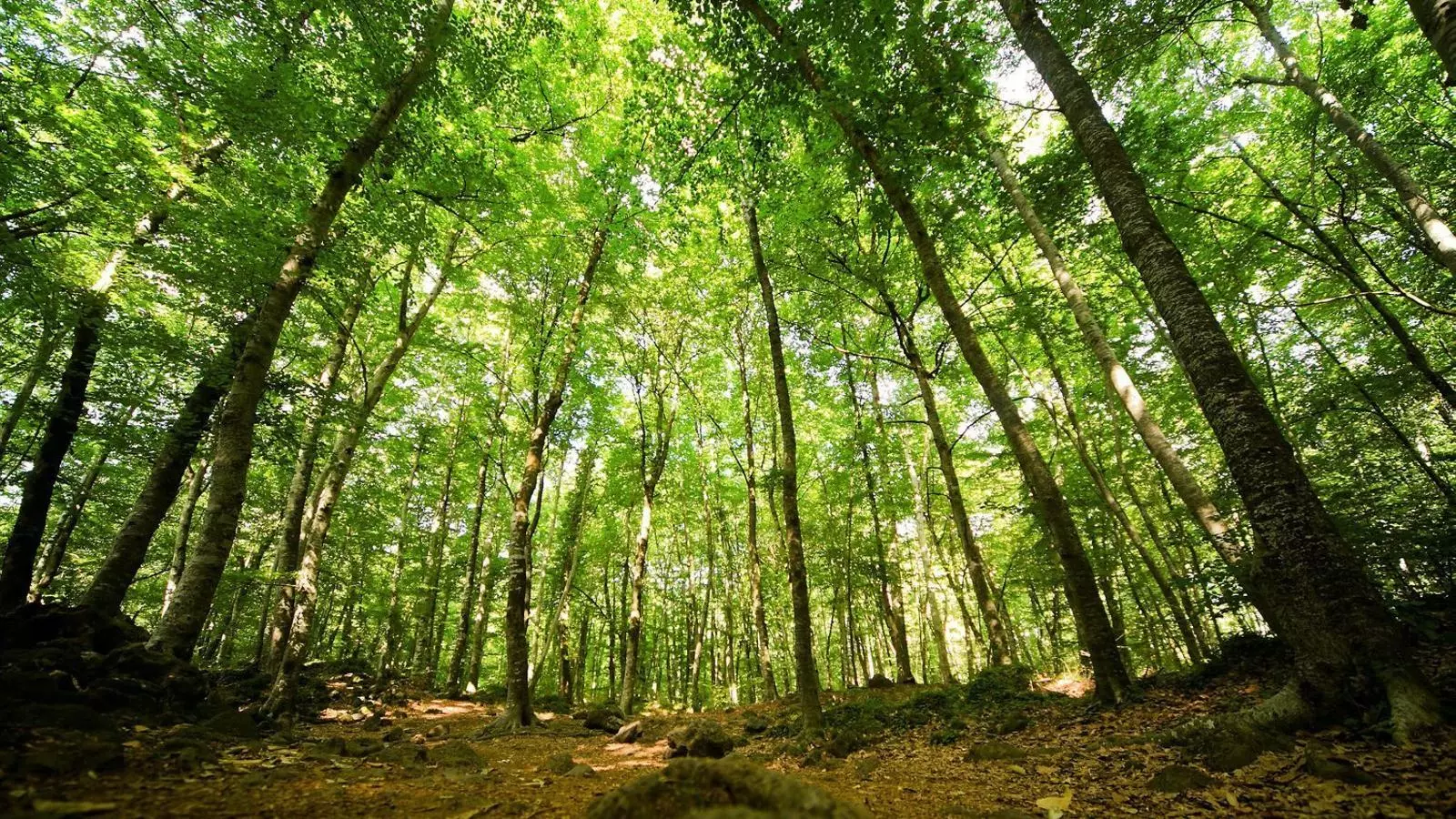 La magnífica prosa breu de Marià Vayreda