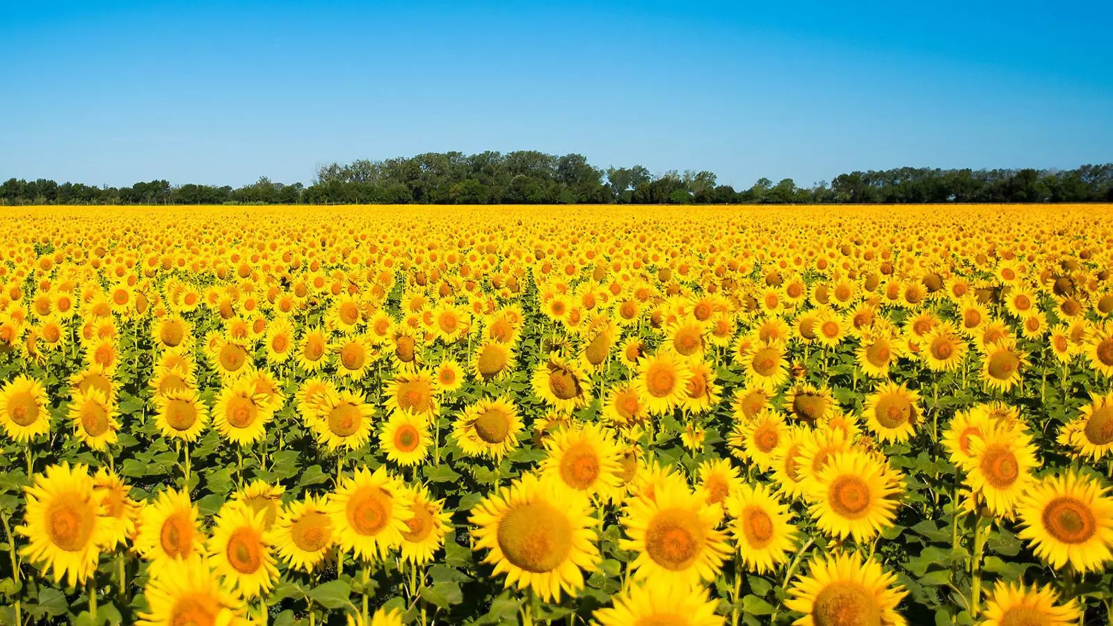 Les plantes també ajuden els seus parents