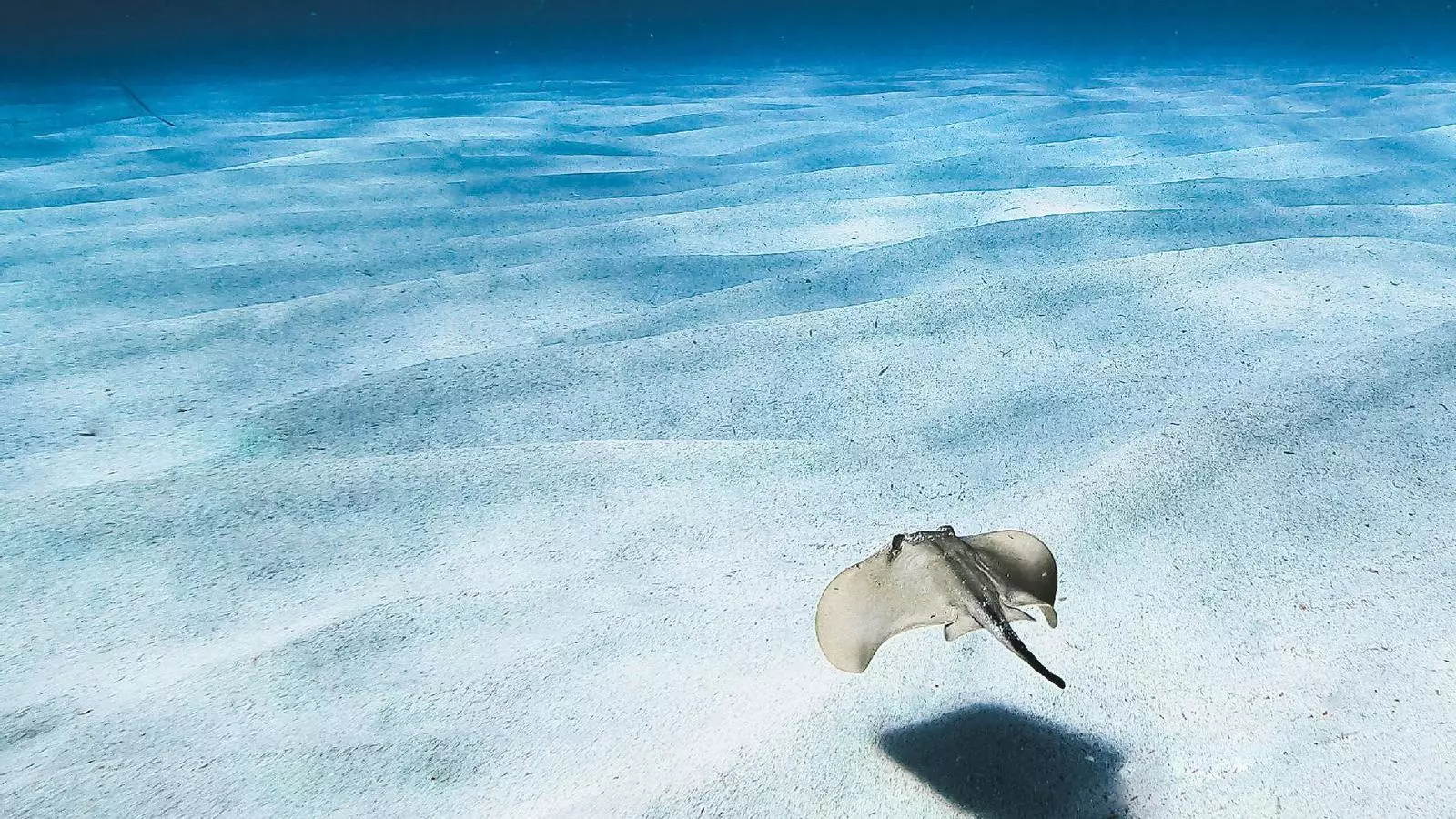 Pòster del certamen audiovisual per a la conservació de la mar balear.