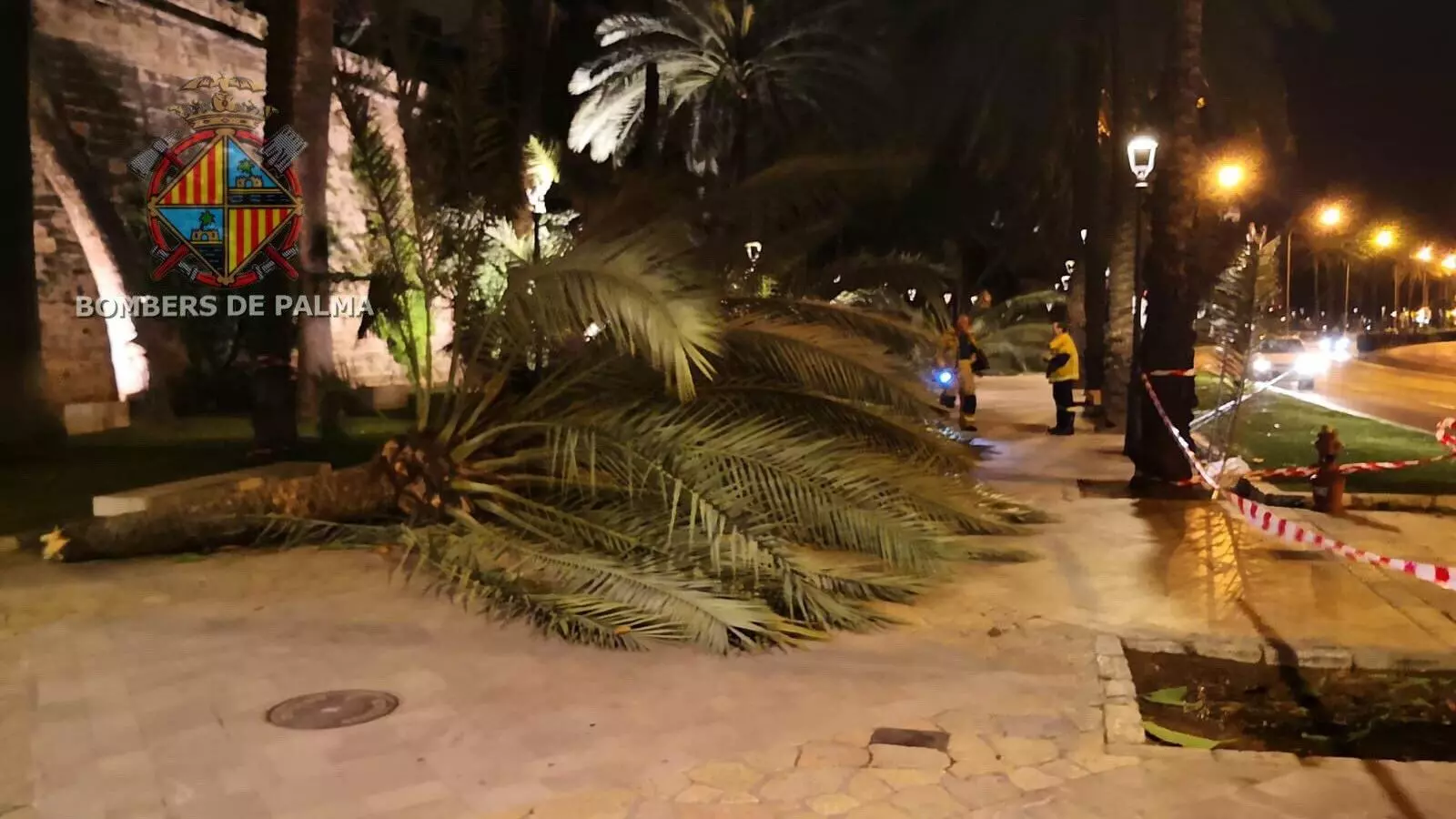 Una de les palmeres que ha caigut al passeig Sagrera de Palma.