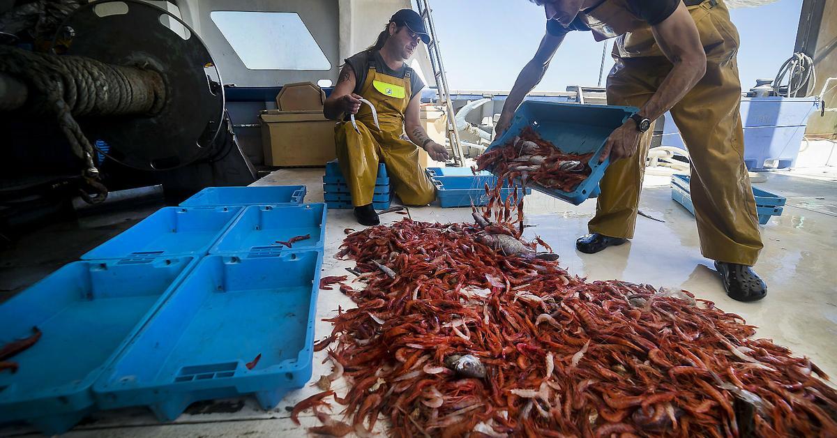 Spain Red Prawn Fishing: Christmas Quota Increased