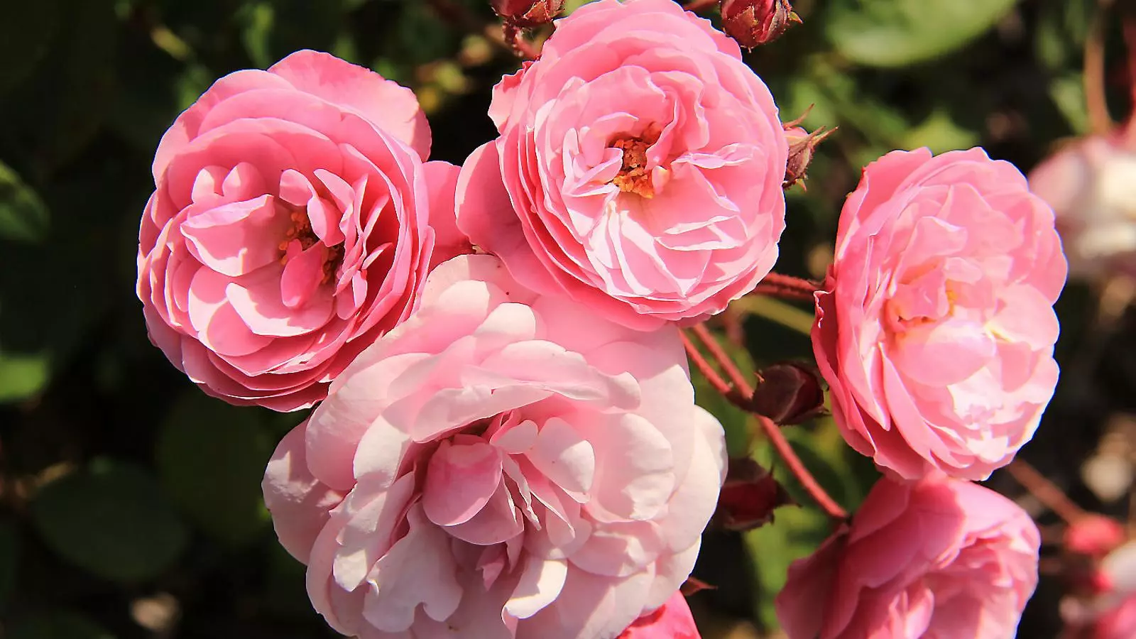 Roses catalanes i universals