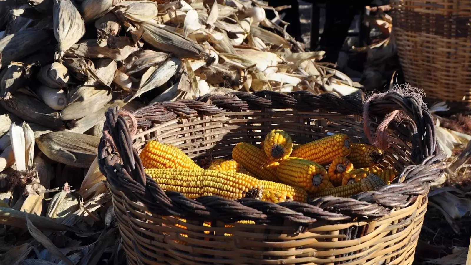 Farro de la Fira del Farro l'any 2014