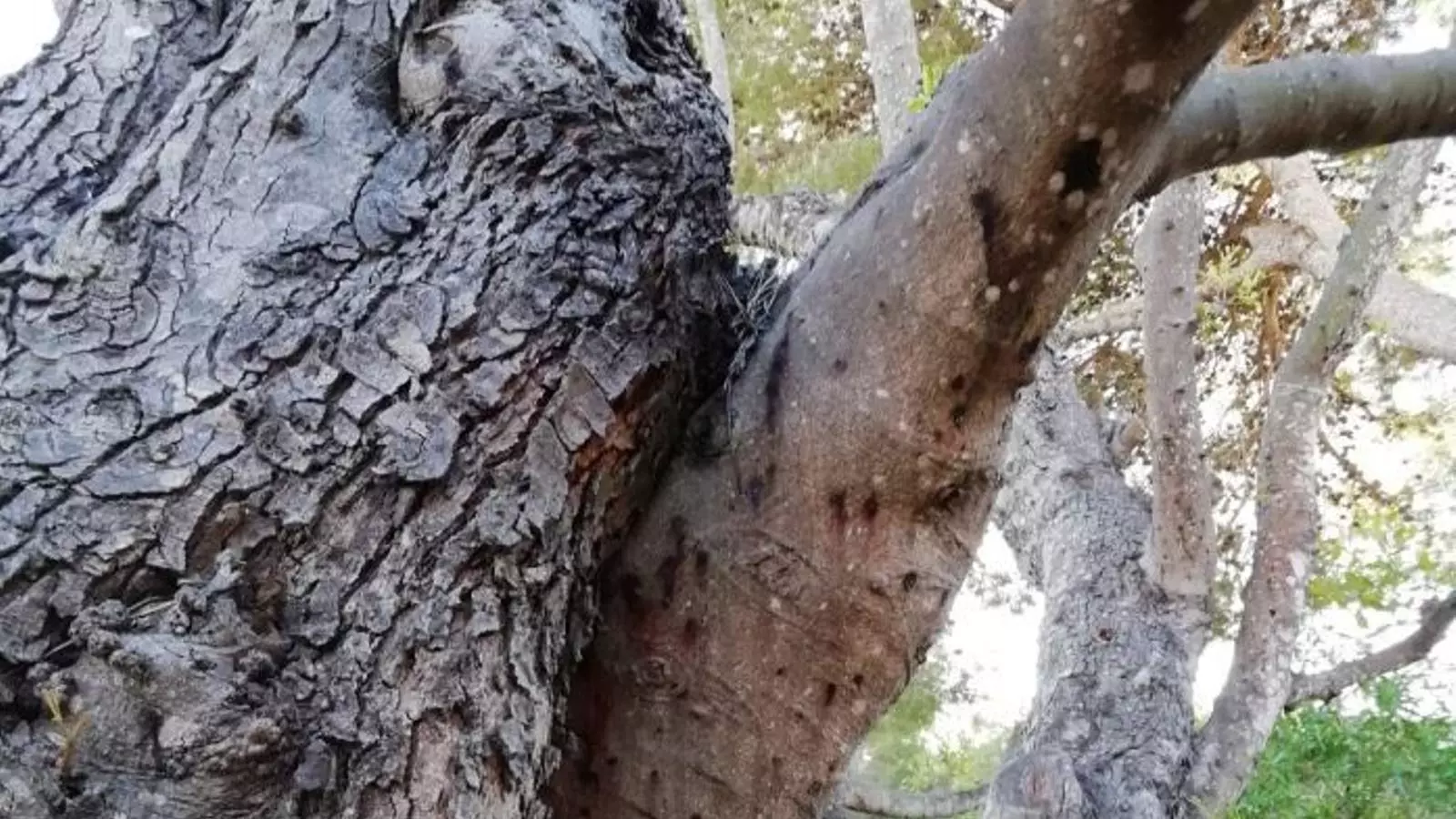 Arbre afectat per l'escarabat negre de l'ambrosia
