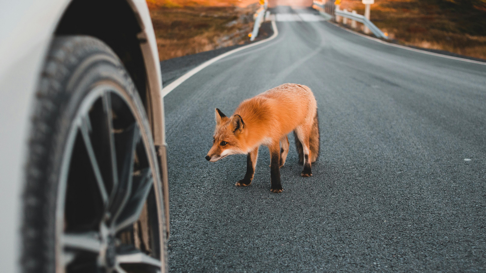 Una guineu travessant una carretera.