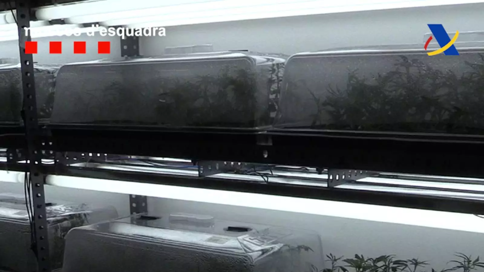 Els Mossos han trobat 20.000 esquetxos de marihuana envasats en cubetes de metacrilat a un negoci de jardineria