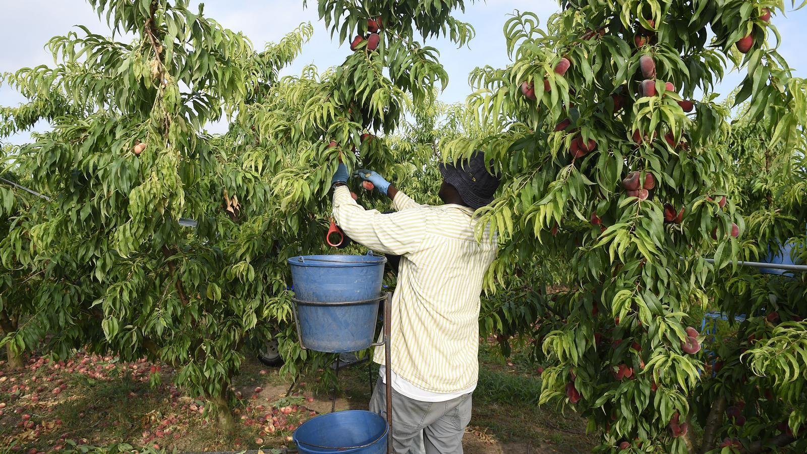 A seasonal worker harvesting fruit in Alcarràs.