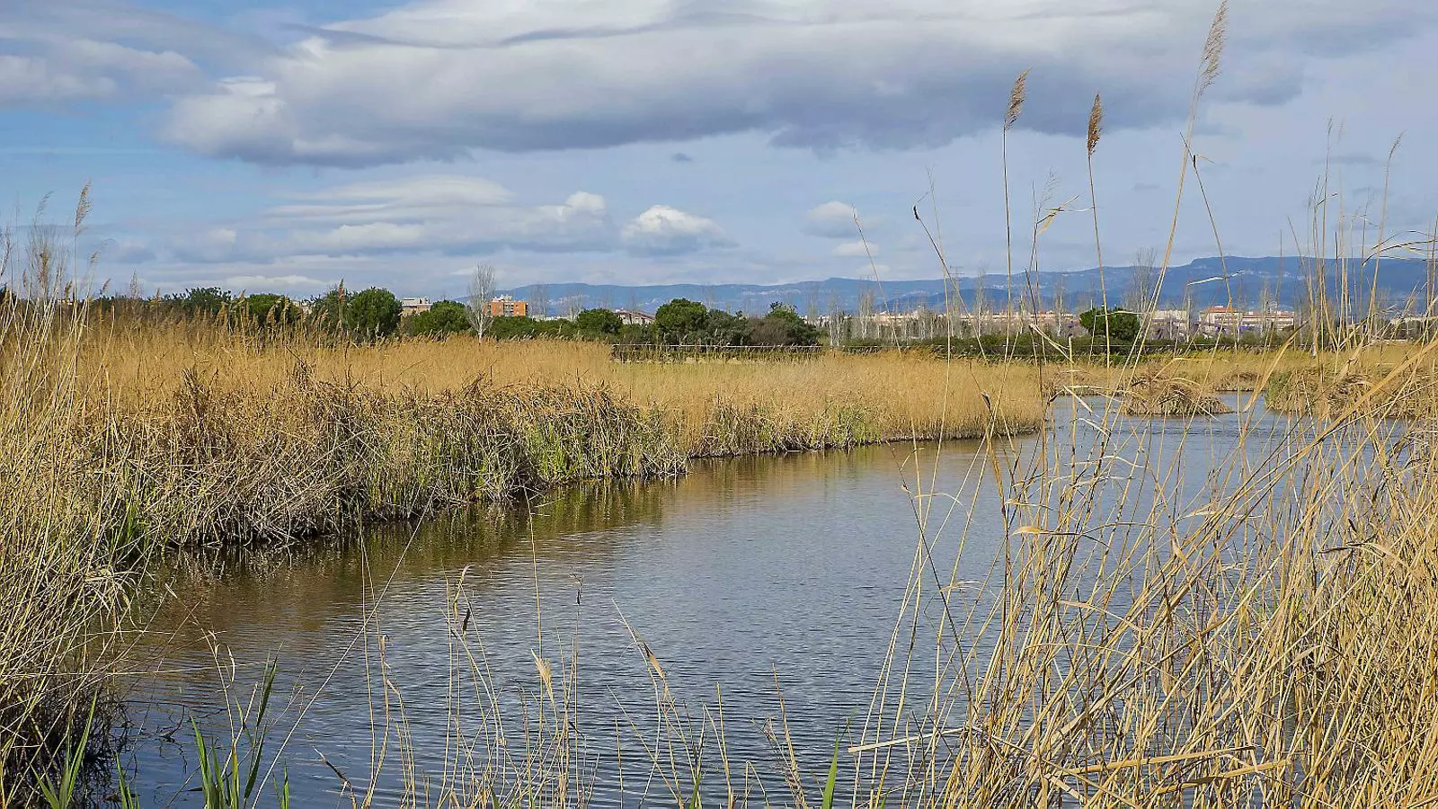 L’aiguamoll de més interès entre els deltes del Llobregat i l’Ebre