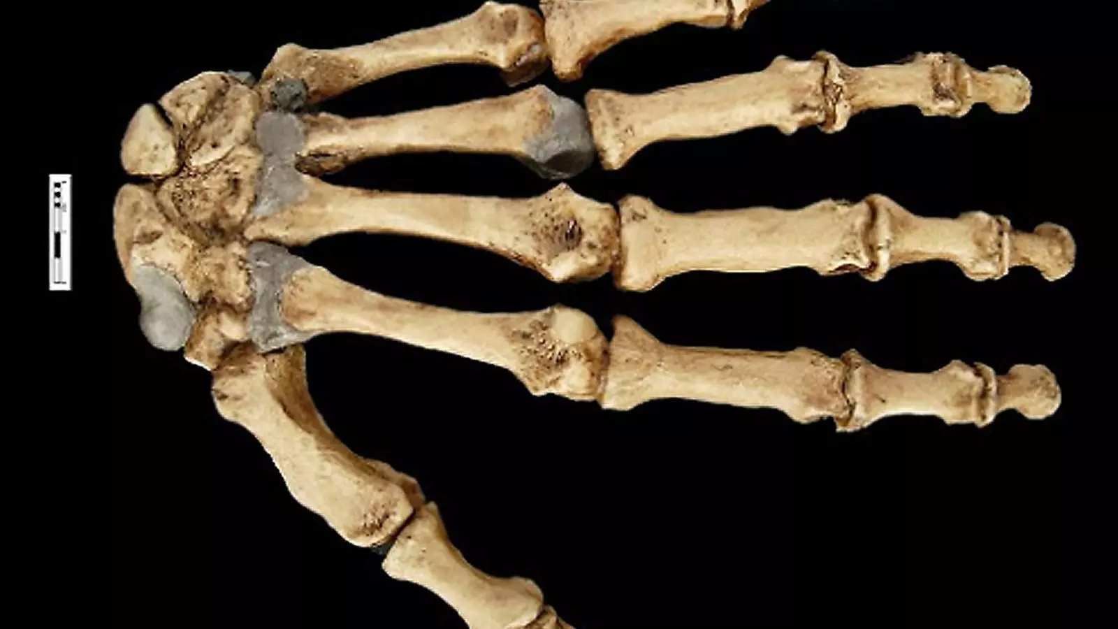 La tercera mà dels neandertals