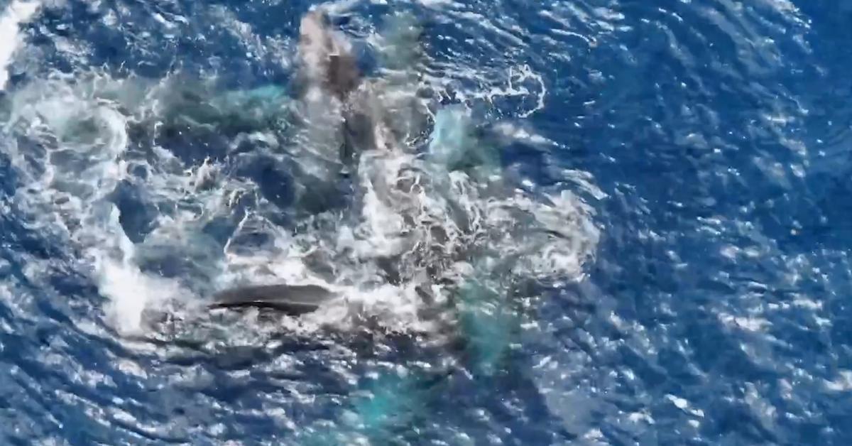 Vídeo I Les balenes s'ajuden a l'hora de parir: aquesta escena aporta proves que els humans no som els únics que rebem assistència durant el naixement