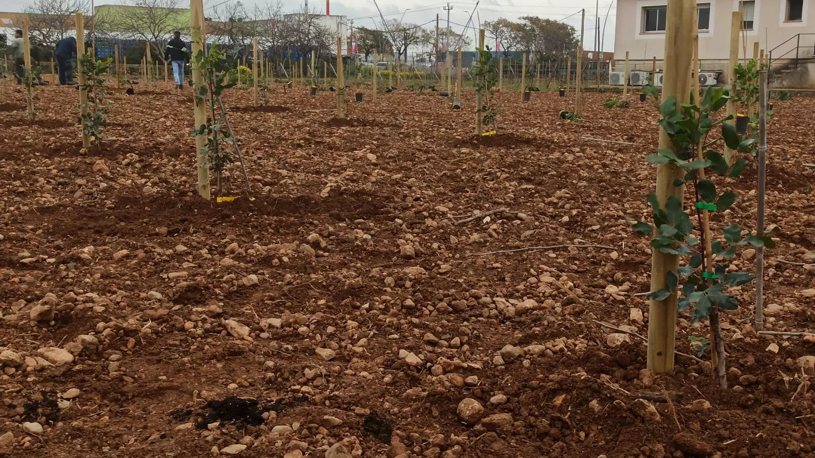 La finca en què s'ha fet la plantació de garrovers.