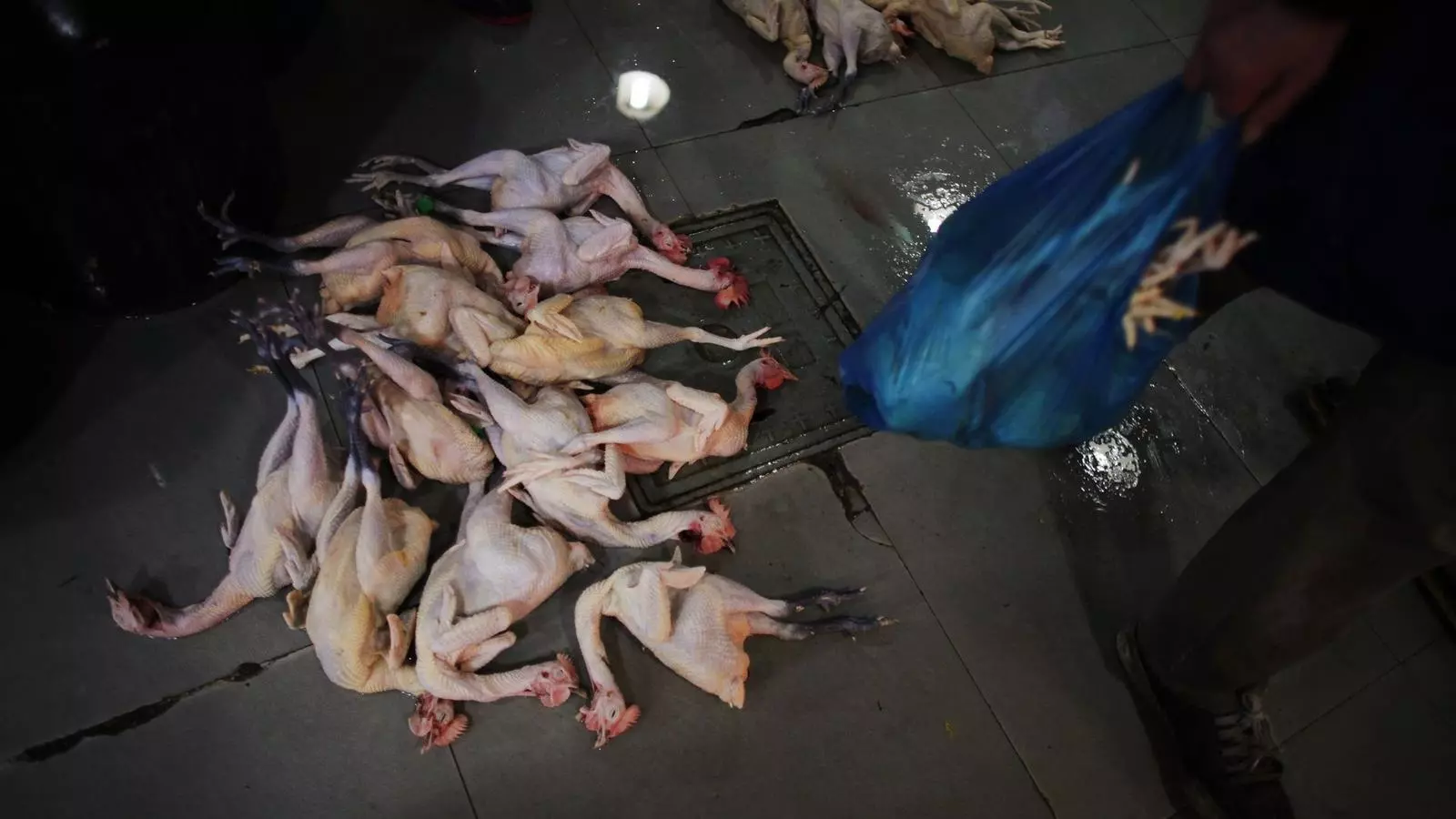 Uns operaris introdueixen pollastres sacrificats en bosses per destruir-los, ahir al mercat de Xangai.