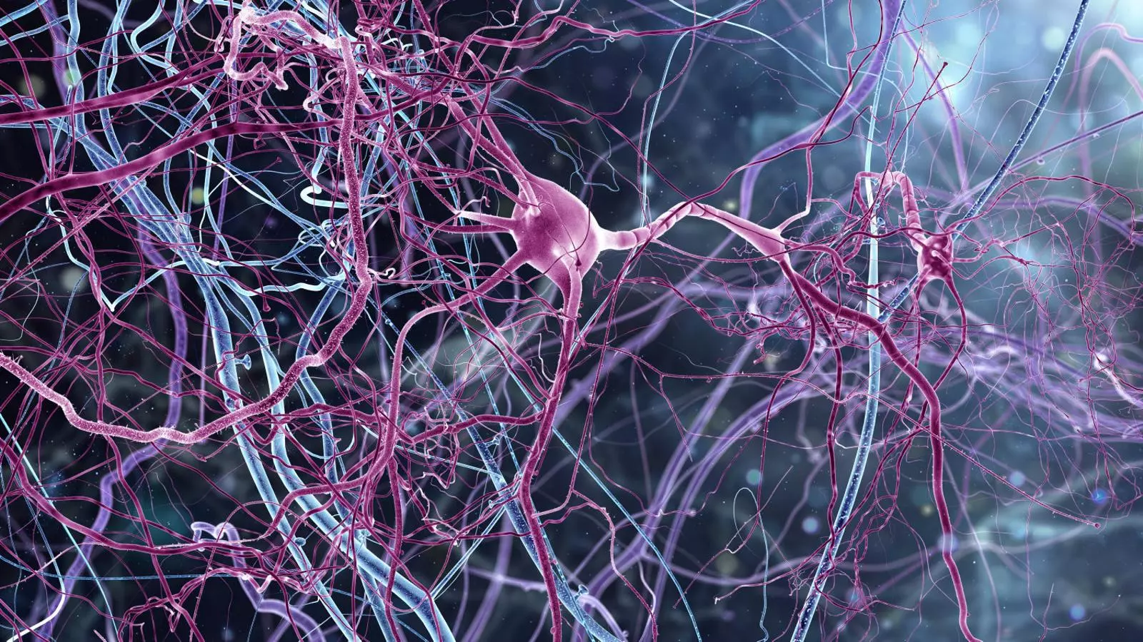 Un estudi ha analitzat tres grups diferents de neurones que s’activen segons activem la memòria, projectem el futur o fem les dues coses.