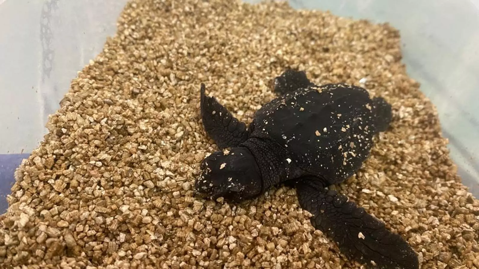 Imatge de la primera tortuga marina que ha nascut a Eivissa enguany.