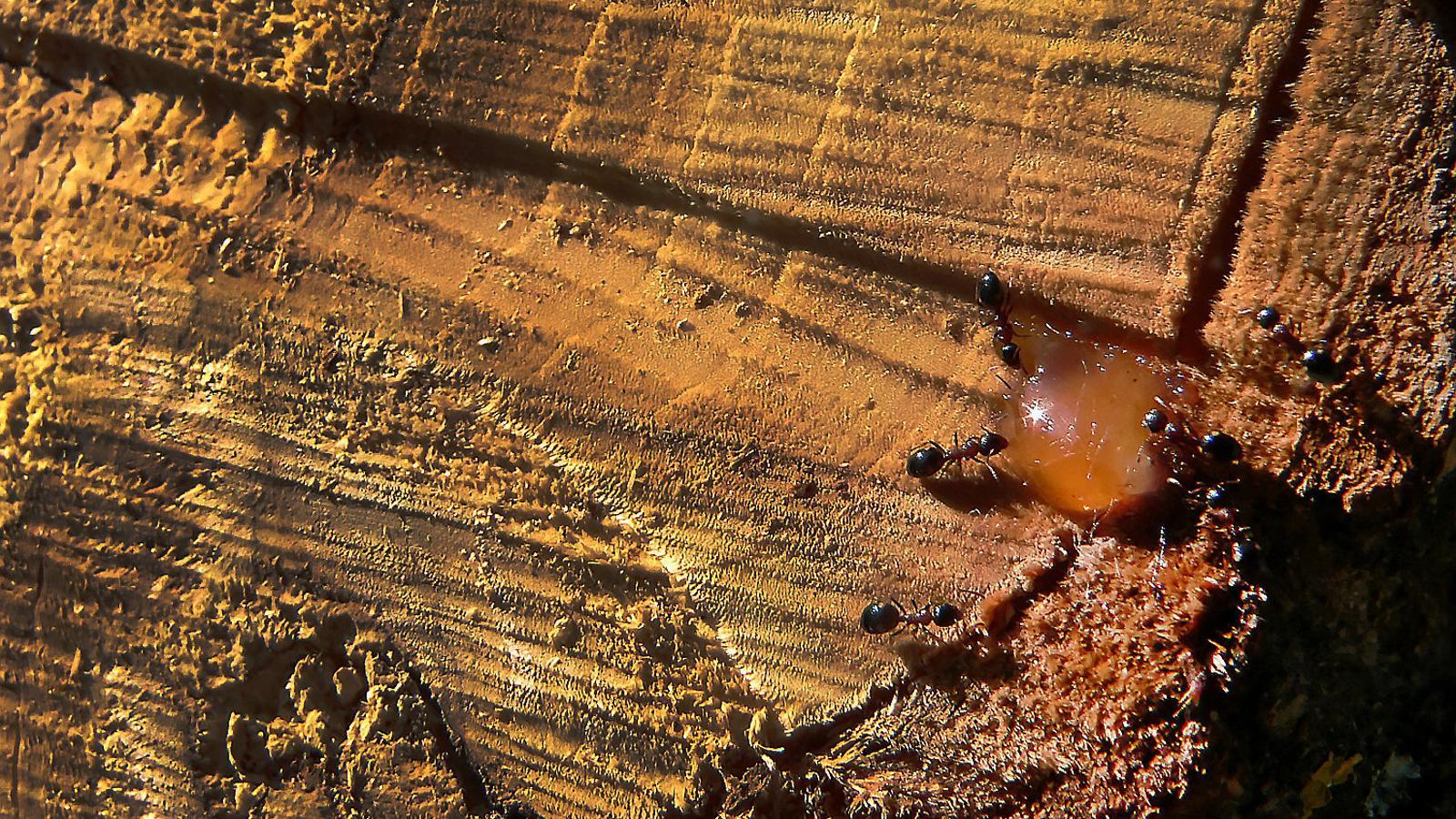 Formigues que fabriquen els seus antibiòtics