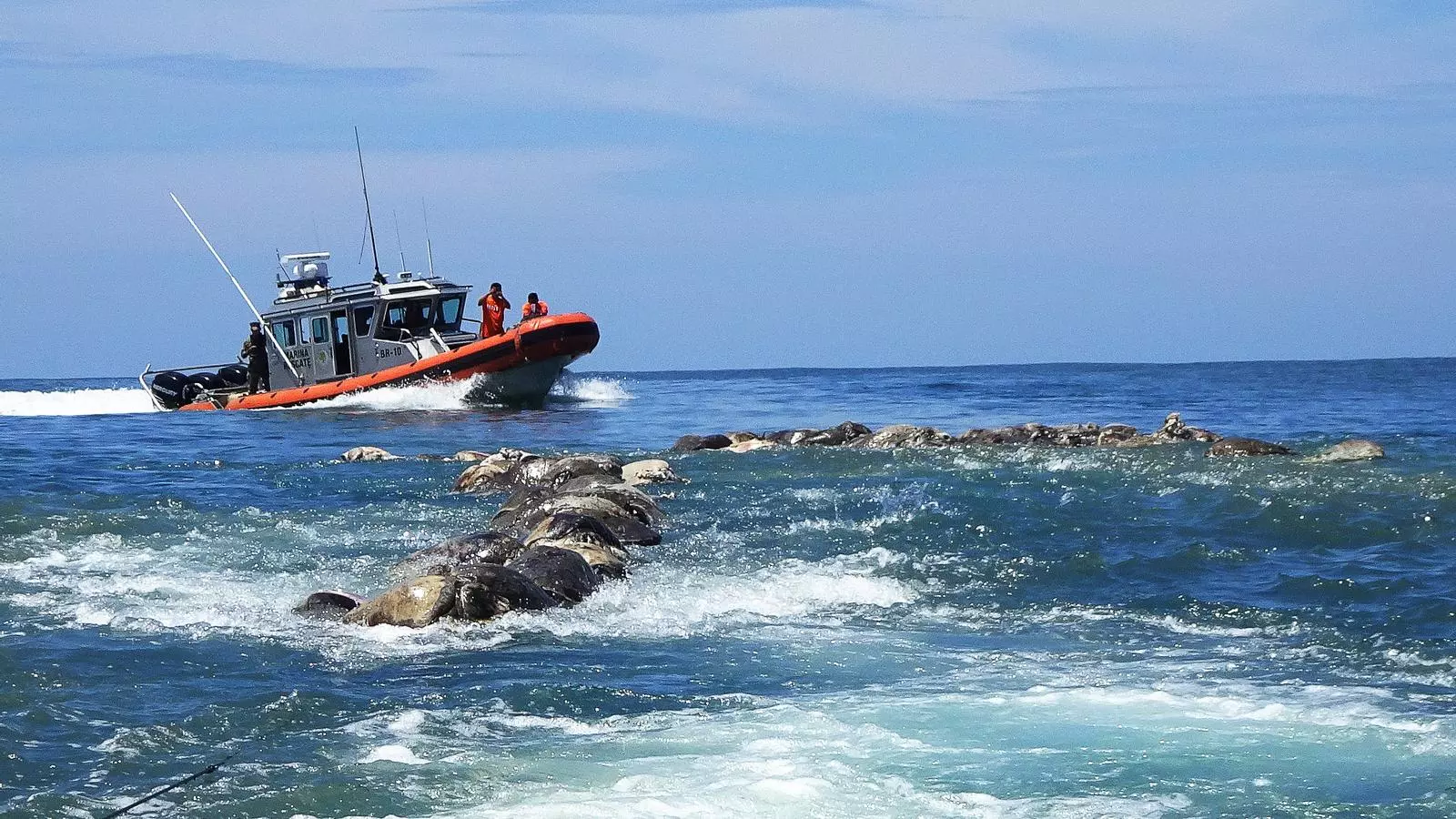 Un vaixell de la Marina mexicana navega prop dels cadàvers de les més de 300 tortugues marines que han quedat atrapades en xarxes de pesca