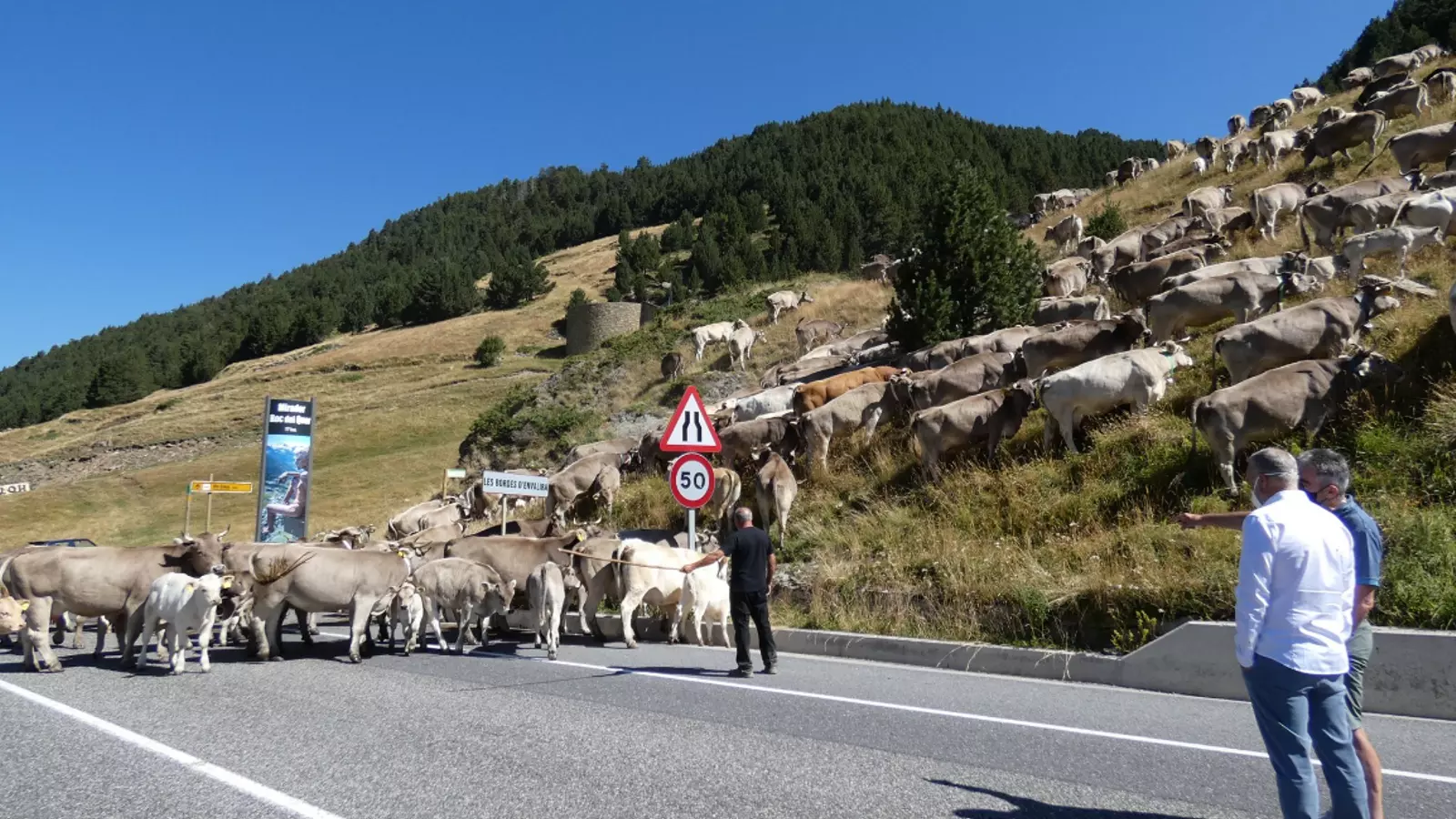 Bestiar a la carretera.