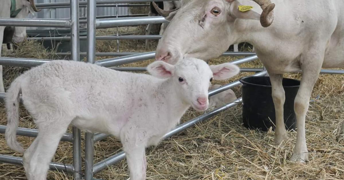 Occitania Agriculture Show: Growth & 2024 Opening