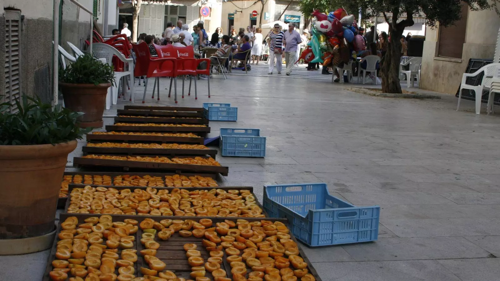 Enguany no hi haurà canyissos d'albercocs enmig de la plaça de Porreres.