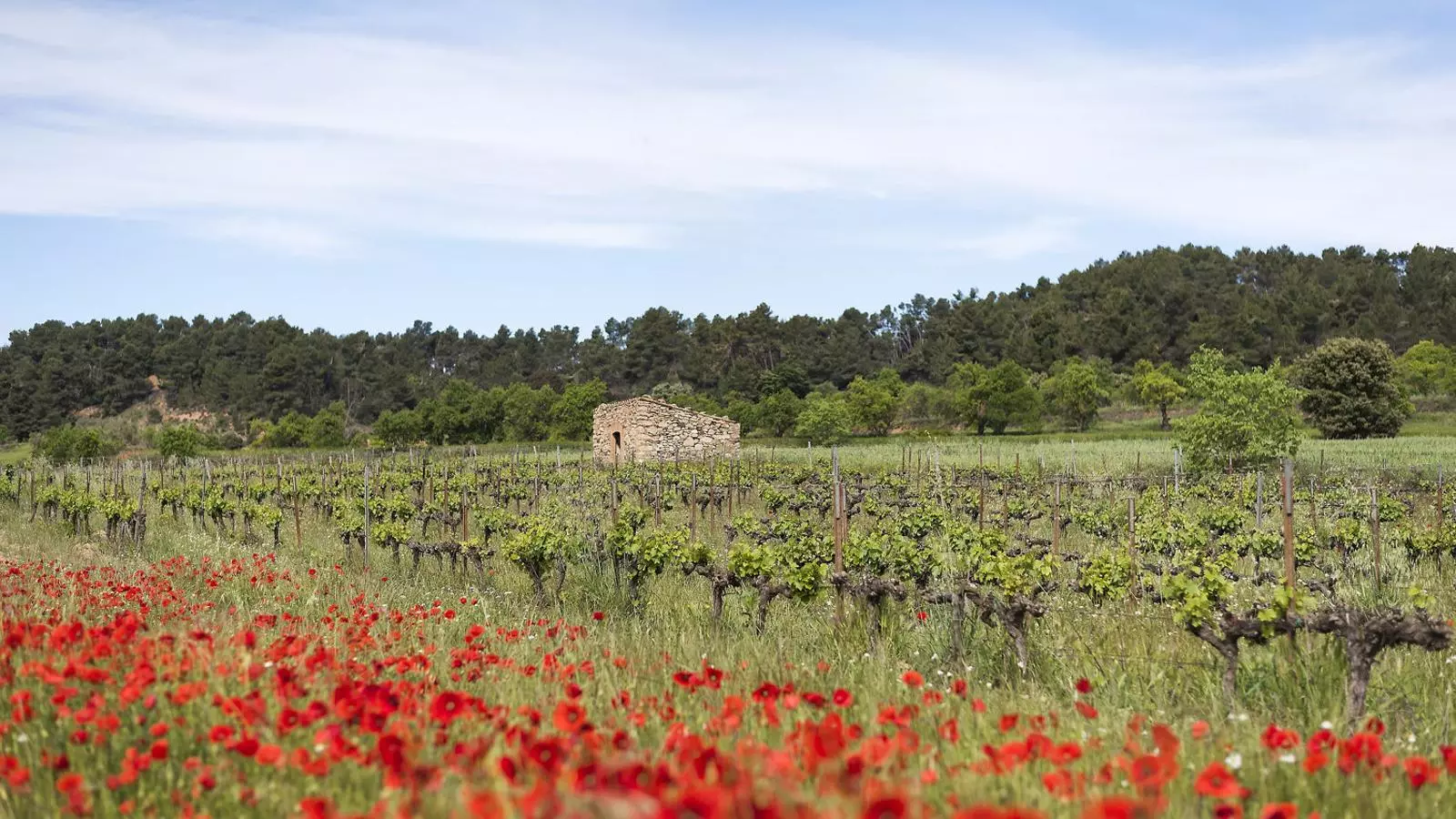 A la finca de Milmanda, Torres aplica tècniques d’agricultura regenerativa.