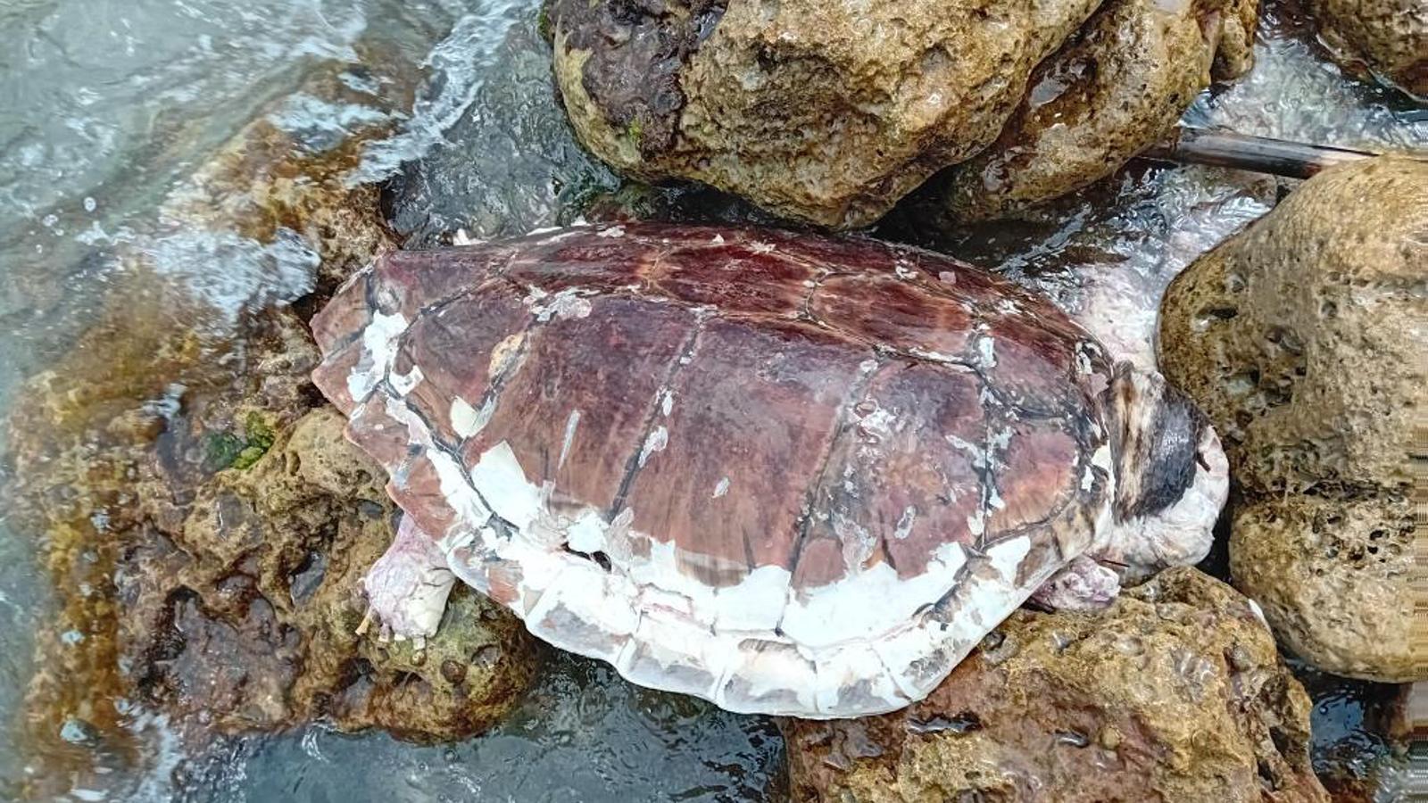 Die große Schildkröte, die in Caló den Rafelino starb