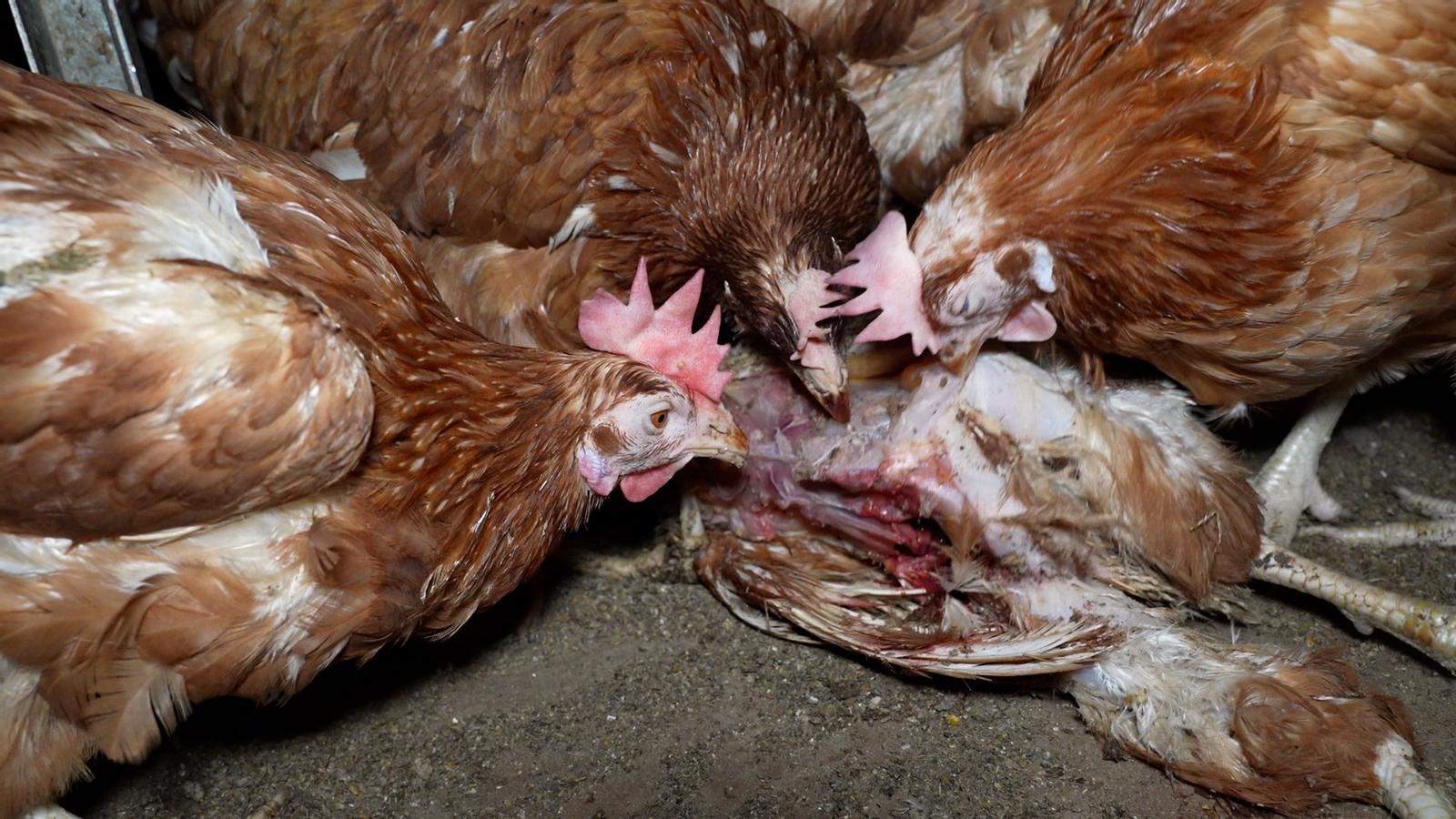 Gallines menjant una gallina morta.