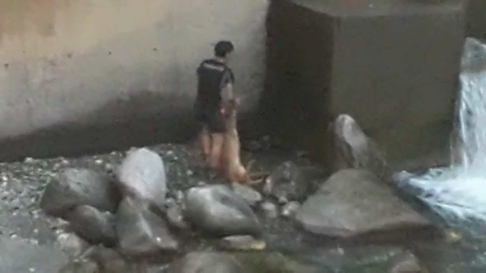 Rescat al riu d'un cabirol